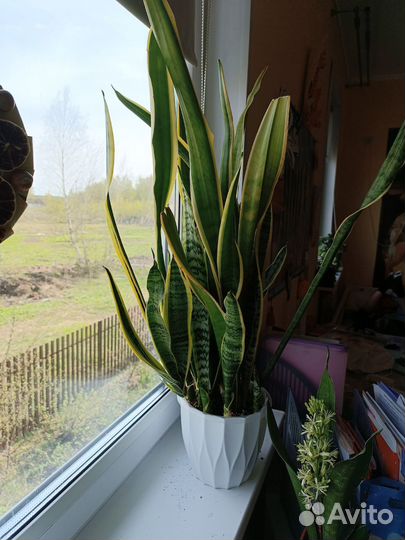 Сансевиерия сортовая