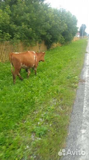 Бык и телка