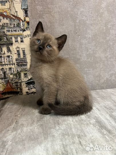 Манчкин нестандарт