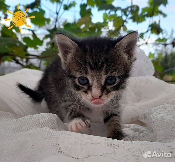 Малыши ищут дом