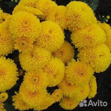 Хризантема корейская, мультифлора саженцы