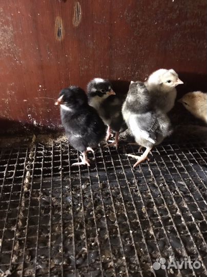 Цыплята несушки