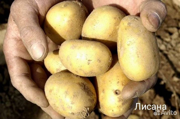 Семенной картофель