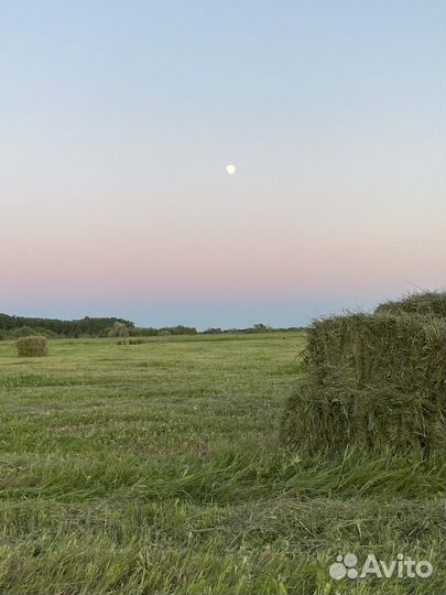 Сено в тюках 2024 год