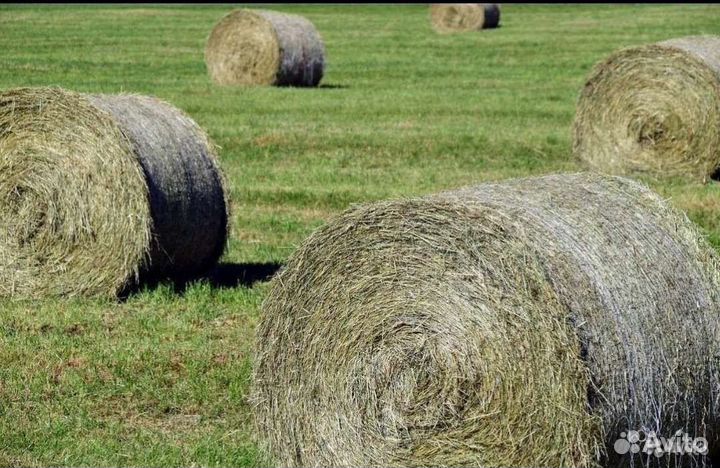 Продам сено в рулонах 2023
