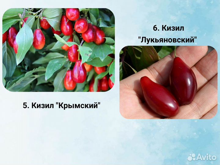 Саженцы кизила, Кизил