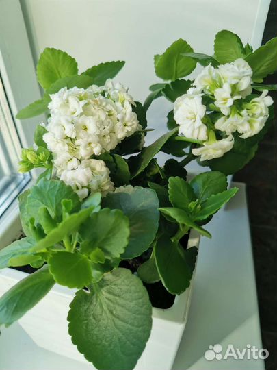 Каланхоэ цветущее белое и жёлтое