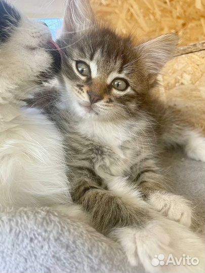 Котята даром