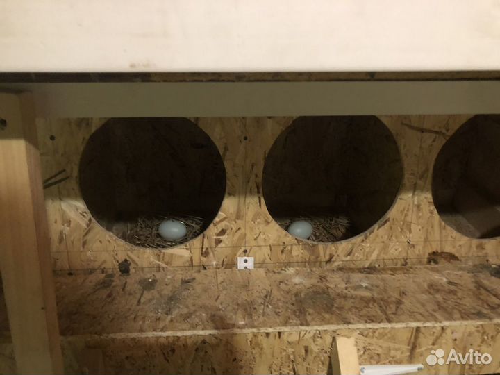 Гнездо для кур с яйцесборником