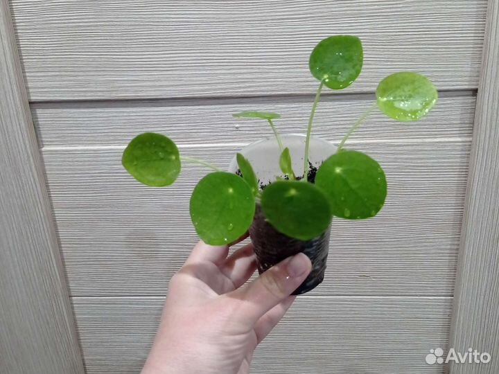 Пилея, пилея ливанская, гипоэстес