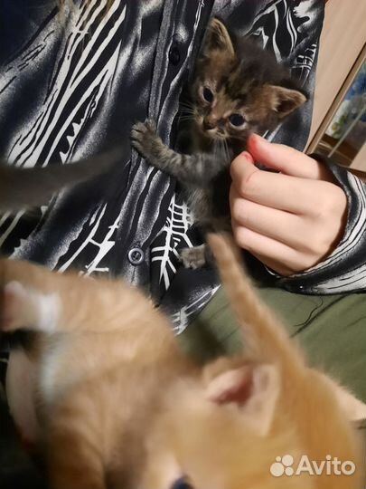 Котята бесплатно