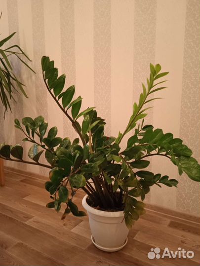 Замиокулькас