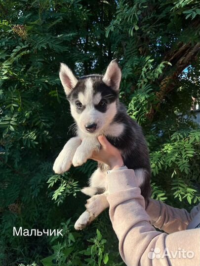 Щенки сибирской хаски
