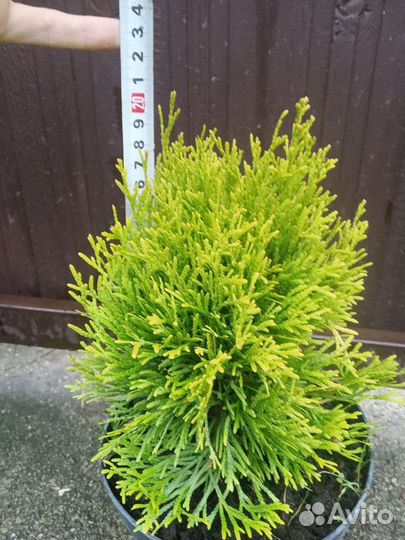 Туи Янтарная, Курник (корник), эрикойдес