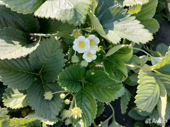 Рассада клубники Мальвина