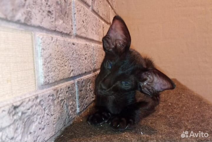 Ориентальный мальчик