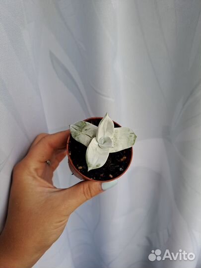 Суккуленты