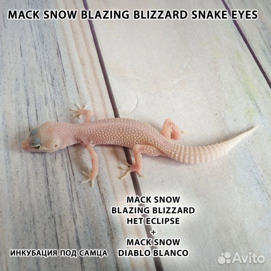 Эублефар - blizzard,raptor, ta