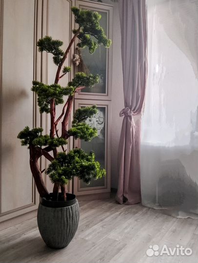 Бонсай ниваки дерево декоративное