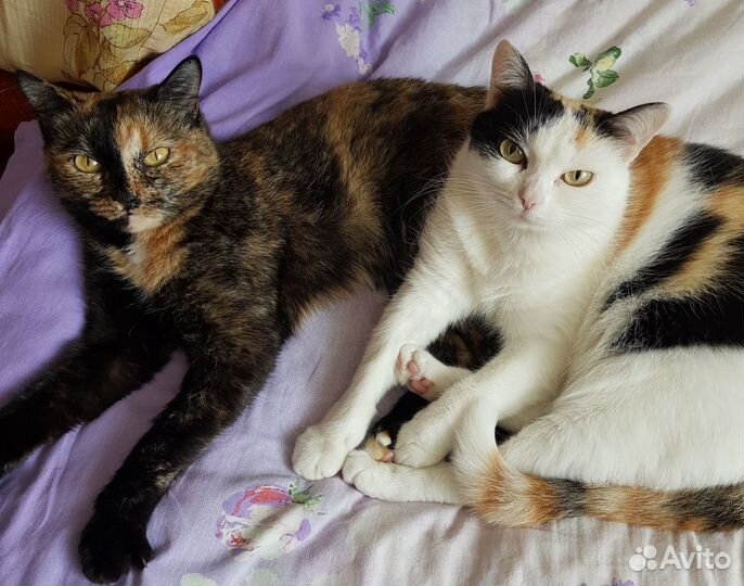 Отдам в добрые руки