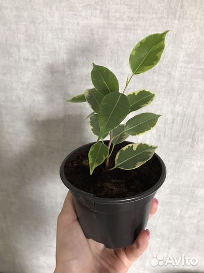 Фикус бенджамина