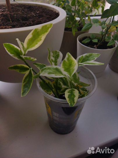 Педилантус