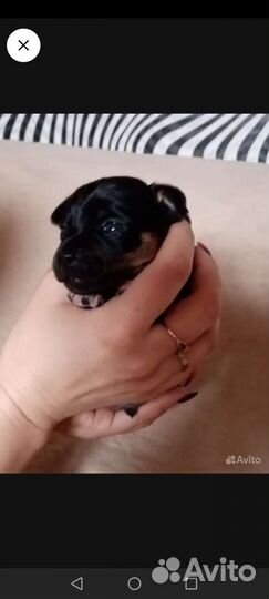 Мини той-терьер