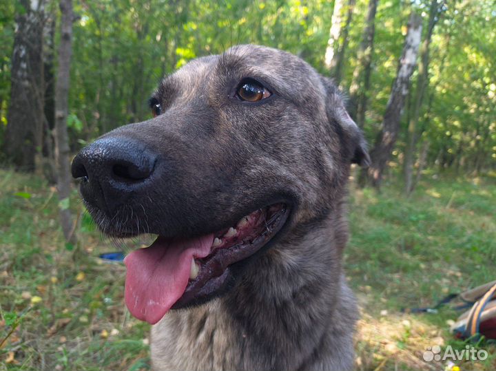 Алиса ищет дом