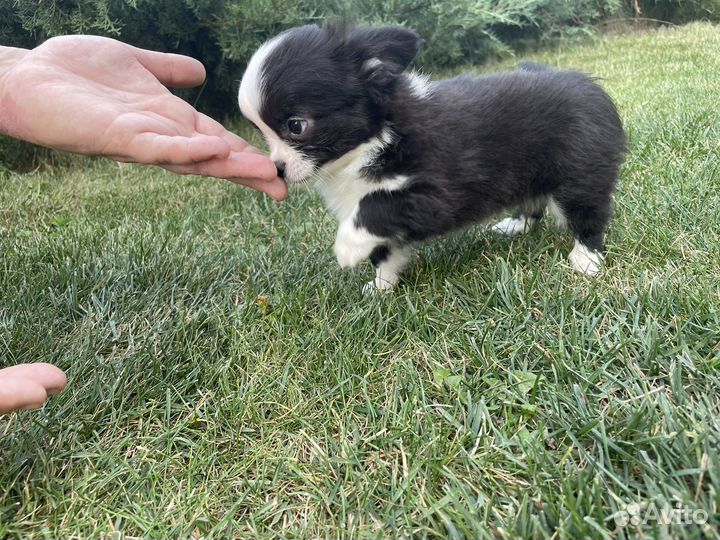 Щенки чихуахуа