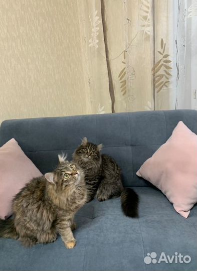 Диван на кухню