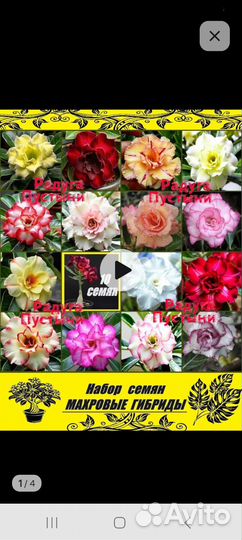 Адениум выращенный из семян