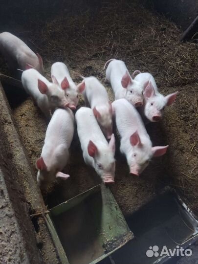 Поросенок Крупная Белая