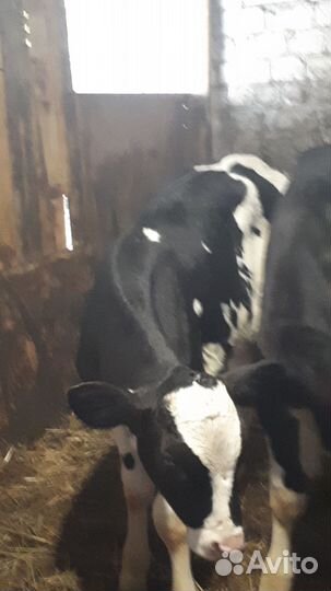 Бычки.Большое нагаткино