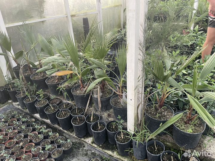 Пальма Вашингтония