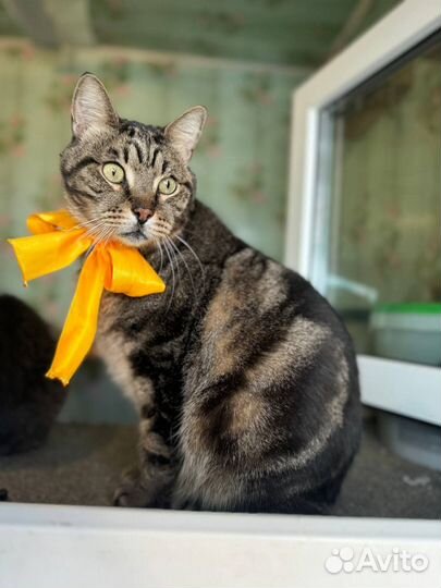 Красивый котик Жан в поиске дома