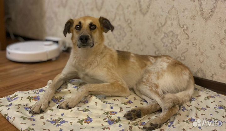 Феликс в добрые руки