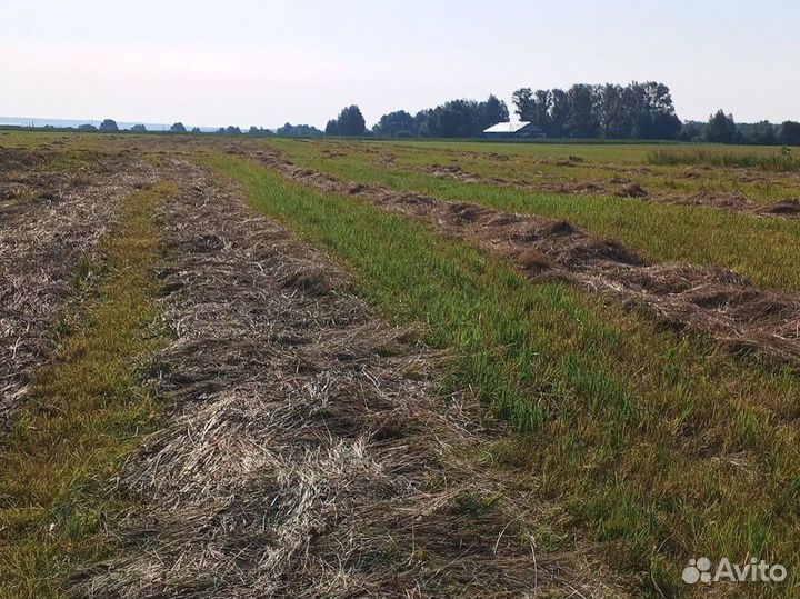 Корма для животных