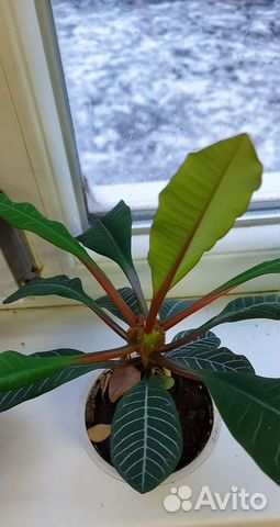 Каланхоэ лечебное и другие комнатные растения