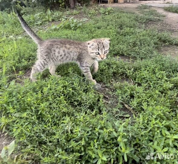 Шотландский вислоухий котенок мальчик бесплатно