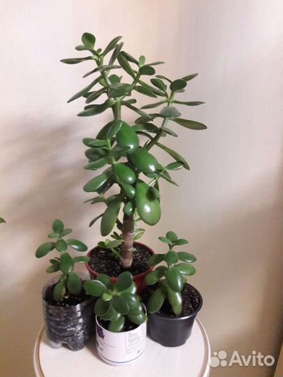 Фиалки герань спатифилум сингониум толстянка хавор