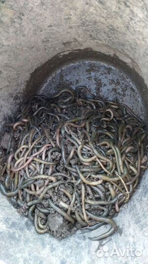 Черви выползки