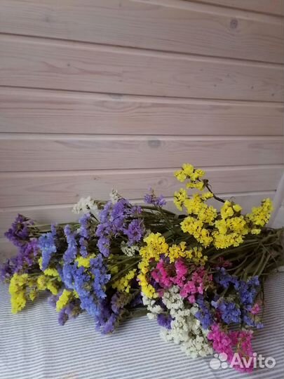 Статица сухоцвет