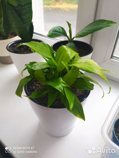 Продам цветы комнатные