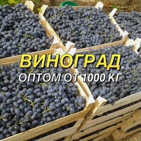 Виноград винный оптом