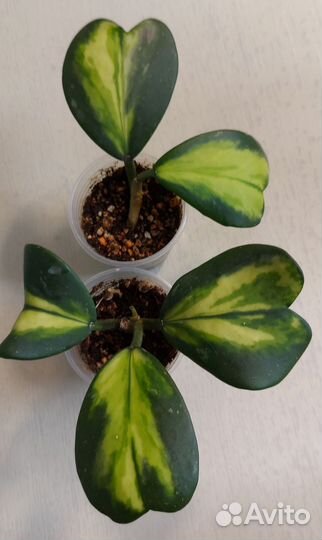 Хойи продажа