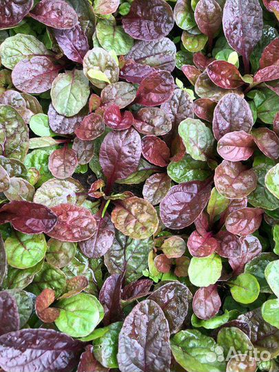 Многолетние кусты и растения