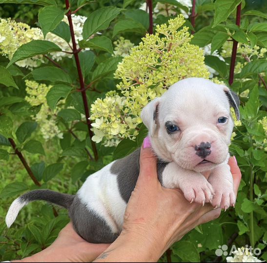 Американский булли покет