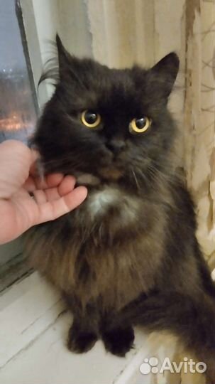 Персидская