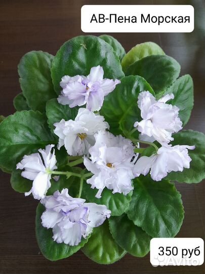 Фиалка сортовая