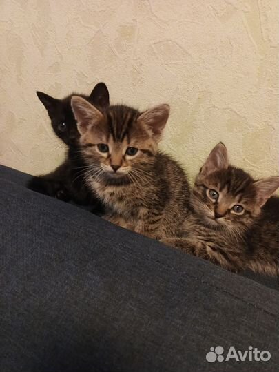 Кошки в добрые руки